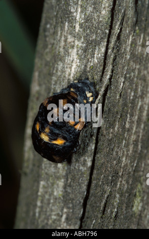 7 Spot Ladybird Puppen auf Holz Stockfoto