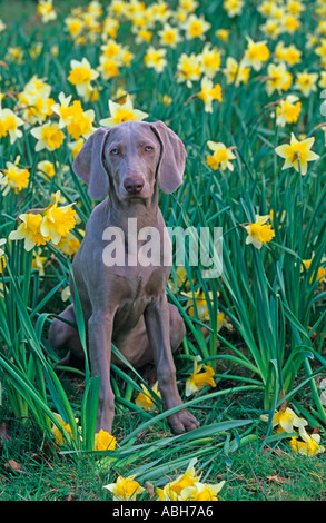 Weimaraner Hunde in Narzissen Stockfoto