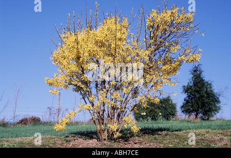 Gelbe Blüte Forsythia gegen blauen Himmel im Garten Stockfoto