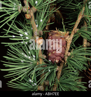 Wachsartige weiße Massen der Lärche Adelgids Adelges Laricis auf Lärche Nadel Stockfoto