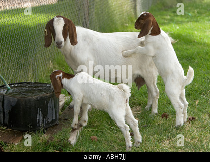 Ziege mit zwei Kindern Trinkwasser, Oregon Stockfoto