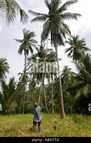 Kokosnuss-Ernte auf Koh Samui, Thailand Stockfoto
