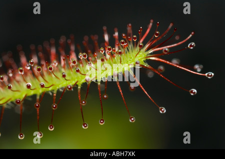 Nahaufnahme eines Blattes Sonnentau Drosera capensis Stockfoto