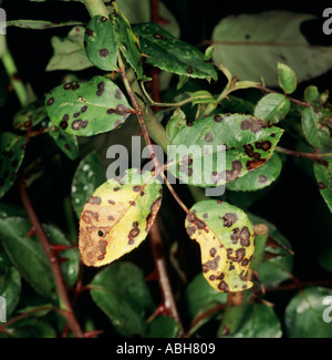 Schwarzer Fleck Diplocarpon Rosae auf Rose Blatt zeigt Läsionen Stockfoto