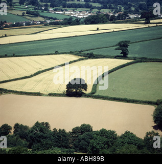 Blick auf gemischte Devon Ackerland im Sommer mit Reifung Gerste und grünen Weizen im Ohr einige Weide Stockfoto
