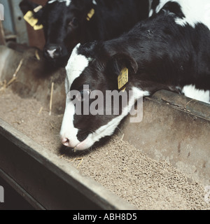 Holstein-Friesian Kälberfütterung auf Kalb Muttern von einem Trog Stockfoto