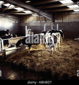 Holstein-Friesian Milchkühe in modernen Großvieh Schuppen mit Stroh gebettet Stifte und Sonnenlicht durch Fenster Stockfoto