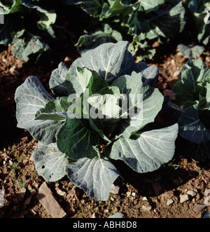 Reife Kohl in der Nähe von Erntezeit im Feld in Cornwall frühen Zuschneiden in Cornwall vor dem Rest der britischen Hauptkultur Stockfoto