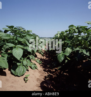 Bodenhöhe Blick entlang der gut etablierten frühen Kartoffelernte mit roter Erde und wolkenloser blauer Himmel Stockfoto