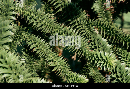 Laub von einem Affen puzzle Araucaria Araucana Baum Stockfoto