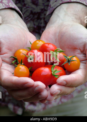 Nach Hause angebaute Tomaten frisch gepflückt in mans Händen gehalten Stockfoto