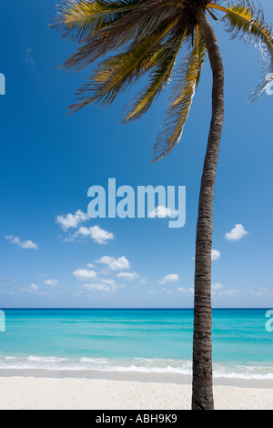 Einsame Palme auf der Strand, Varadero, Kuba, Karibik Stockfoto