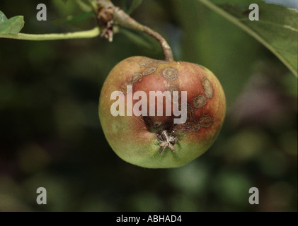 Nahaufnahme von Apfelschorf Venturia Inaequalis, Läsionen auf Apfel Obst Obst noch am Baum Stockfoto