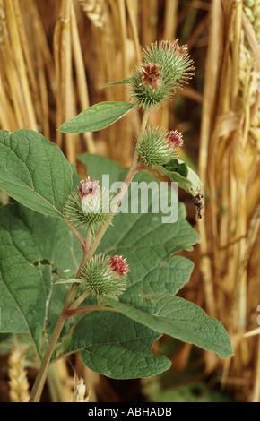 Geringerem Klette Arctium minus Blüte Stockfoto