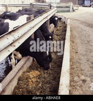 Holstein-Friesian Kühe ernähren sich von Silage aus Trog auf Bauernhof Stockfoto