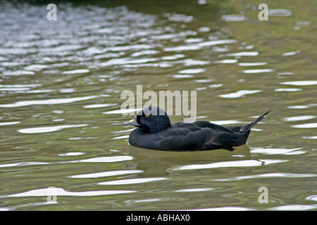 Gemeinsamen Scoter - männlich (Melanitta Nigra), West Sussex, UK. Europa Stockfoto