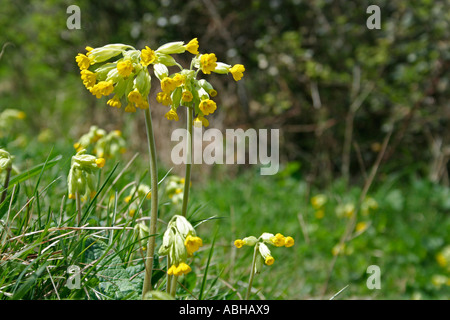 Schlüsselblume (Primula Veris), Durlston Country Park, Swanage, Isle of Purbeck, Dorset, Großbritannien. Europa Stockfoto