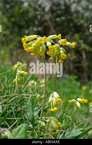 Schlüsselblume (Primula Veris), Durlston Country Park, Swanage, Isle of Purbeck, Dorset, Großbritannien. Europa Stockfoto