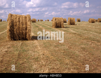 Round hay bales after cutting grass hay field Stockfoto