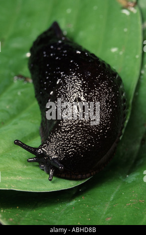 Große schwarze Schnecke Arion Ater auf Blatt Stockfoto