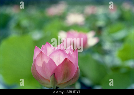 AMA76979 Natur Closeup konzeptionelle abstrakt zeigt wild Lotusblume Stockfoto