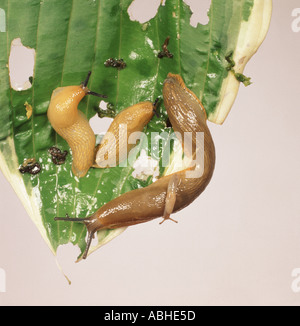 Einige Schnecken auf einem stark beschädigten Hosta-Blatt Stockfoto