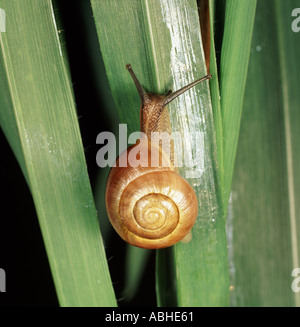 Braune Form von dunkel-lippige gebänderten Schnecke Bänderschnecken nemoralis Stockfoto