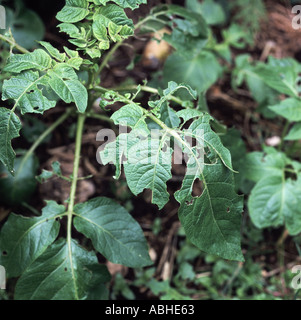 Kartoffelpflanze verlässt durch Schnecken Stockfoto