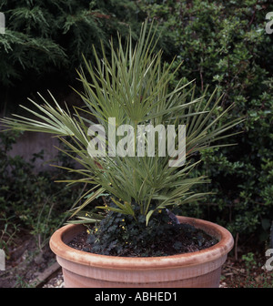 Fan-Zwergpalme Chamaerops Humilis in Terrakotta-Behälter im Devon Garten Stockfoto