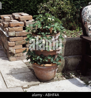 Erdbeer-Container hergestellt aus einzelnen Terrakotta-Töpfe auf Gartenterrasse Stockfoto