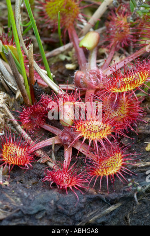 Gemeinsamen Sonnentau Drosera Rotundifolia auf Hochmoor Stockfoto