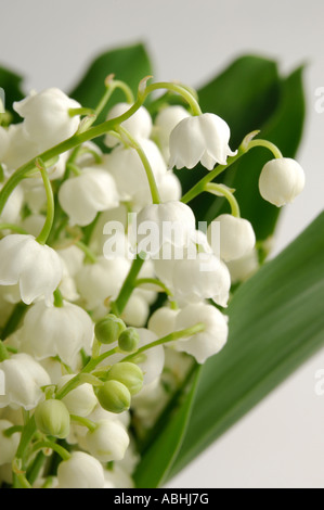 Lily Of The valley Stockfoto