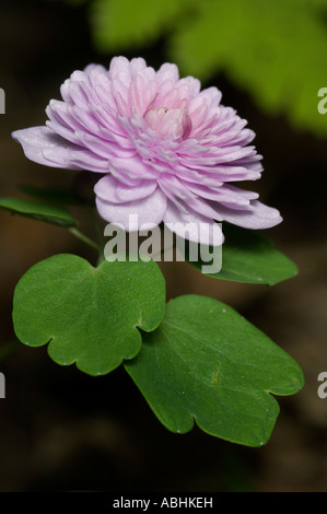 Eine doppelte Rue Anemonenblume Anemonella thalictroides Stockfoto