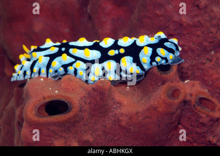 Nacktschnecke mit einem Schwamm in Raja Ampat, Indonesien Stockfoto