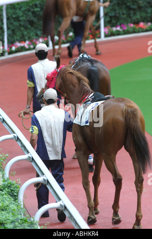 Sha Tin Rennbahn Penfold Park Parade Ring mit Handler Stockfoto