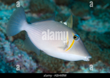 Sense-Drückerfisch, Sufflamen Bursa in Raja Ampat Stockfoto