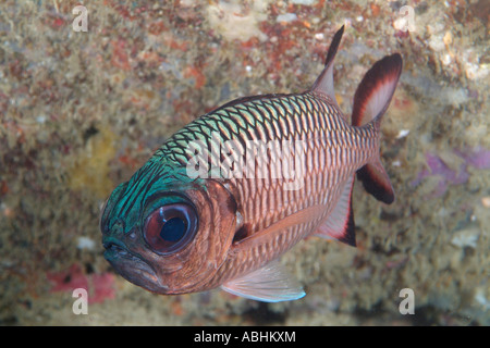Shadowfin Soldatenfische, Myripristis Adusta, Raja Ampat Stockfoto