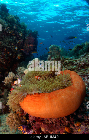 Prächtige Seeanemone, Heteractis Magnifica, Raja Ampat Stockfoto