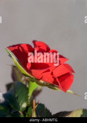 rote Rosen Stockfoto