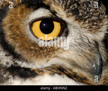 Große gehörnte Eule, Bubo Virginianus, Nahaufnahme des Auges, Schnabel Rechnung Stockfoto