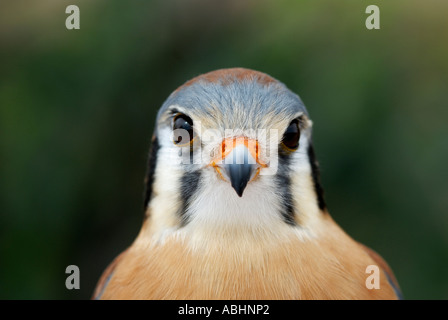 American Kestrel, Falco Sparverius, Nahaufnahme des Gesichts zeigen Gesicht Streifen Stockfoto