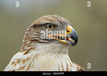 Eisenhaltiger Falke, Buteo Regalis, close-up der Kopf auf die Seite Stockfoto