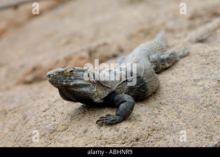 Stachelige tailed Leguan Ctenosaura Hemilopha, auf einem Felsen, Sonora-Wüste Stockfoto