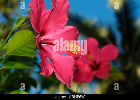 Nahaufnahme von einer Hibiskusblüte in Manado, Nord-Sulawesi Stockfoto