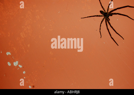 Spinne an der Wand saß Stockfoto