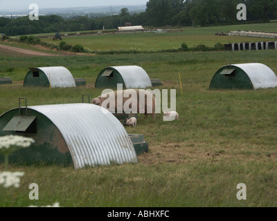 Sau und Ferkel mit Unterständen Stockfoto