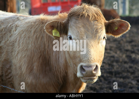 Jersey Kuh, Chatelherault Country Park, Hamilton, Schottland. Stockfoto