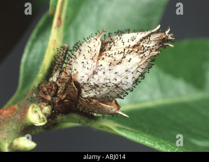 Rhododendron-Knospe (Pycnostysanus azaleae) auf Rhododendron-Knospe Stockfoto