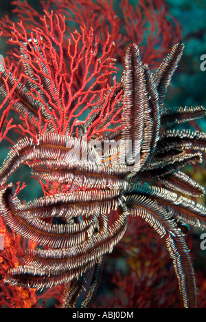 Feather Star, Himerometra Bärtschi rund um die Insel Bunaken. Stockfoto