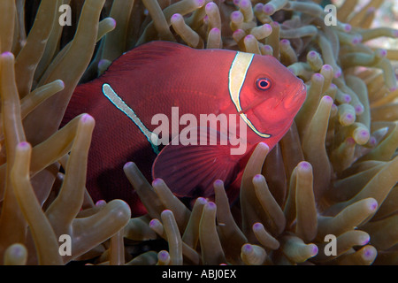 Spinecheek Anemonenfische, Premnas Biaculeatus Insel Bunaken. Stockfoto